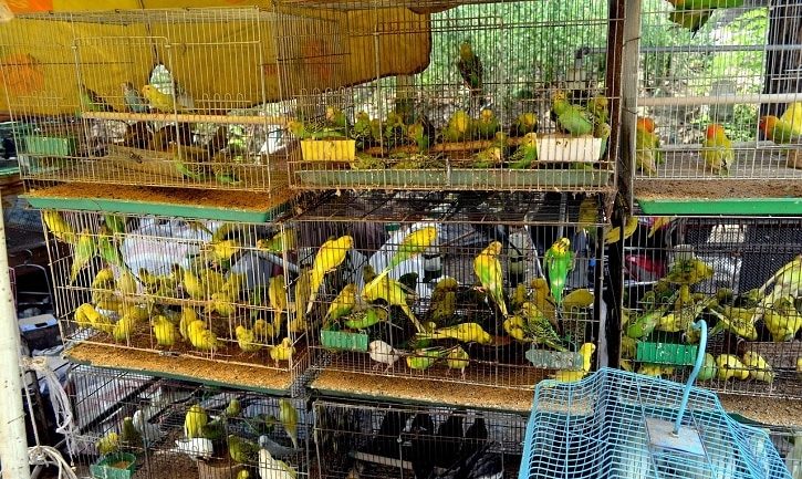 Important things to know before buying Bird Supplies and Accessories